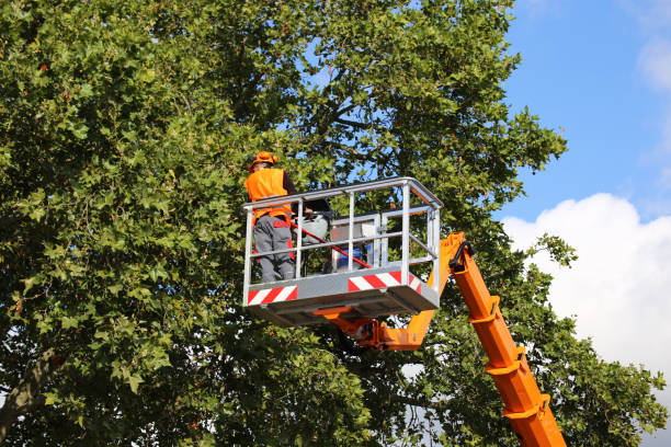 Parkville, PA  Tree Services Company