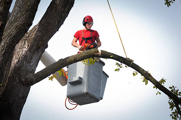 Best Tree Preservation Services  in Rkville, PA