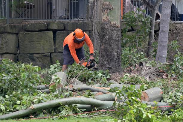 Best Hazardous Tree Removal  in Rkville, PA